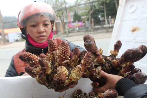 Xuyên rừng tìm Ngọc cẩu cường dương - ảnh 1