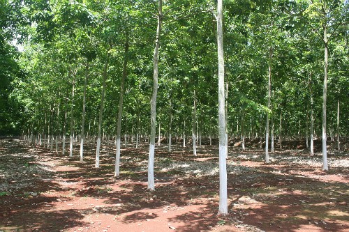 Vì sao dự án trường đua ngựa 100 triệu USD bị thu hồi - ảnh 1