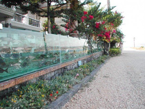 Đại gia dùng bể cá, bạch tuộc làm hàng rào quanh nhà - ảnh 2