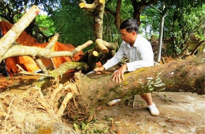 Làng đào cổ thụ trăm tỷ ở Hải Phòng - ảnh 10