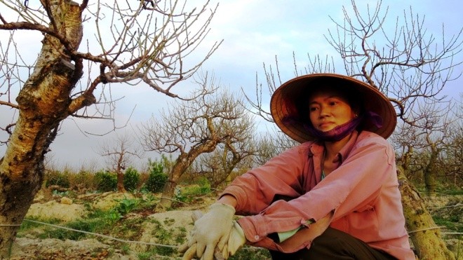 Làng đào cổ thụ trăm tỷ ở Hải Phòng - ảnh 5
