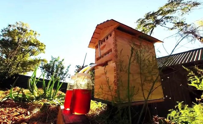 Phát minh thiên tài giúp thu hoạch mật ong mà không cần dỡ tổ - ảnh 4