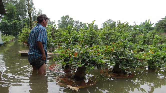 Lo thắt ruột vì hàng nghìn gốc mai Tết chìm trong nước - ảnh 1