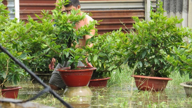 Lo thắt ruột vì hàng nghìn gốc mai Tết chìm trong nước - ảnh 2