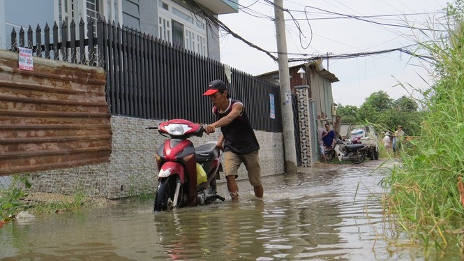 Lo thắt ruột vì hàng nghìn gốc mai Tết chìm trong nước - ảnh 3