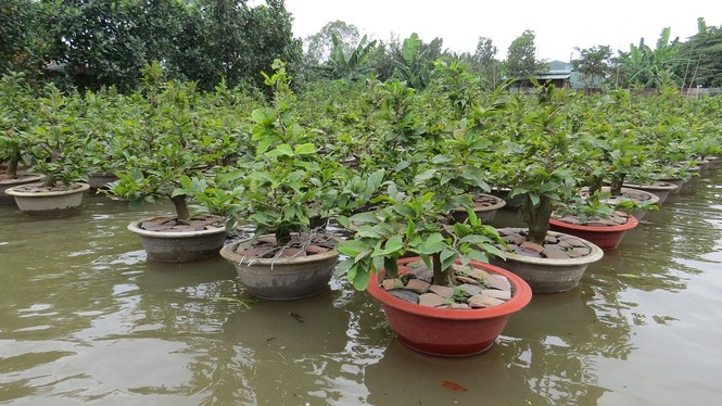 Lo thắt ruột vì hàng nghìn gốc mai Tết chìm trong nước - ảnh 5