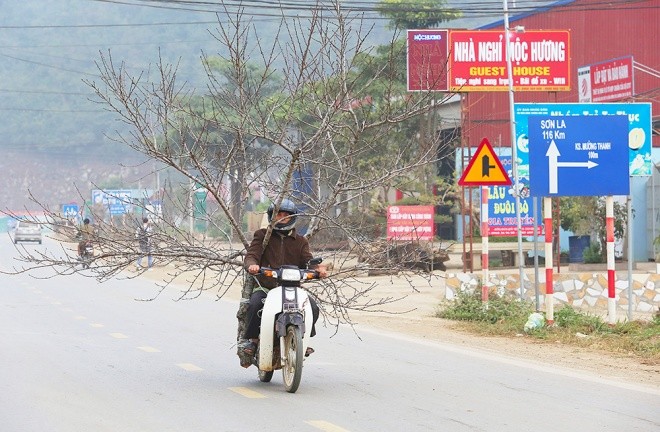 Mục kích đào núi về xuôi - ảnh 6