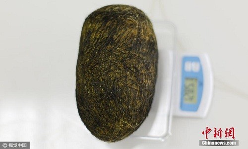 Trứng lạ trong bụng lợn nghi thuốc quý giá triệu USD - ảnh 1