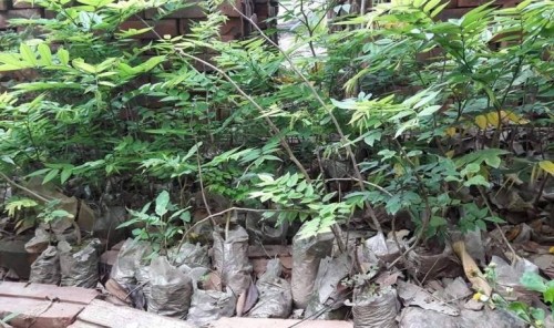 Bắc Ninh: Cây sưa 400 tuổi ở đình Đông Cốc có gì đặc biệt? - ảnh 10
