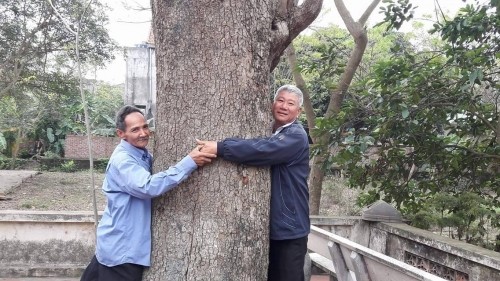 Bắc Ninh: Cây sưa 400 tuổi ở đình Đông Cốc có gì đặc biệt? - ảnh 1