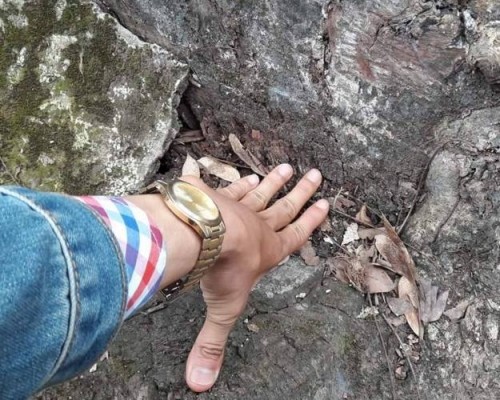 Bắc Ninh: Cây sưa 400 tuổi ở đình Đông Cốc có gì đặc biệt? - ảnh 8