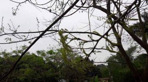 Bắc Ninh: Cây sưa 400 tuổi ở đình Đông Cốc có gì đặc biệt? - ảnh 9