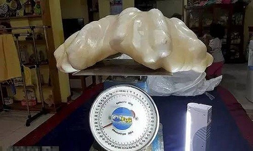 Viên ngọc to bằng đồng xu trong bụng ốc xà cừ ở Trung Quốc - ảnh 3