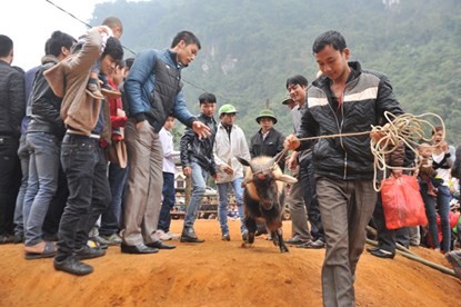 Hội chọi dê có một không hai dịp đầu năm - ảnh 2