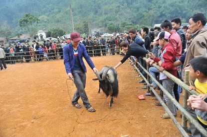 Hội chọi dê có một không hai dịp đầu năm - ảnh 6