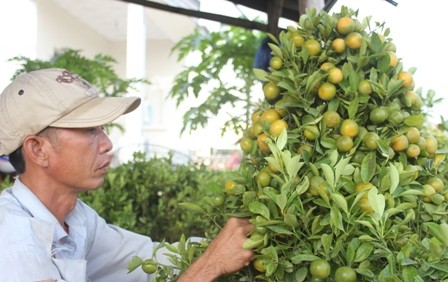 Ông Nhựt đang uốn quất kiểng thành hình tháp