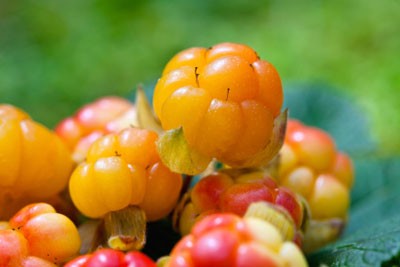 Người Na Uy ăn gì để khỏe nhất thế giới? - ảnh 2