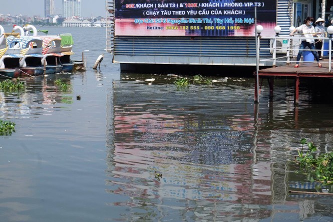 hồ tây, hà nội, ô nhiễm, cá chết - ảnh 4