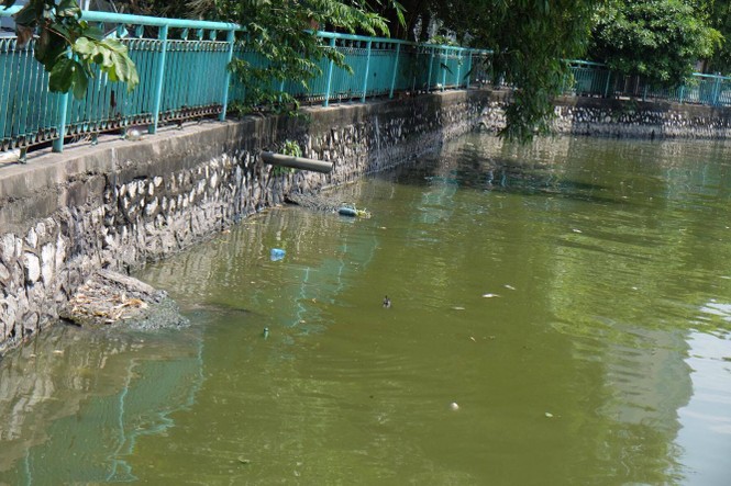 hồ tây, hà nội, ô nhiễm, cá chết - ảnh 3