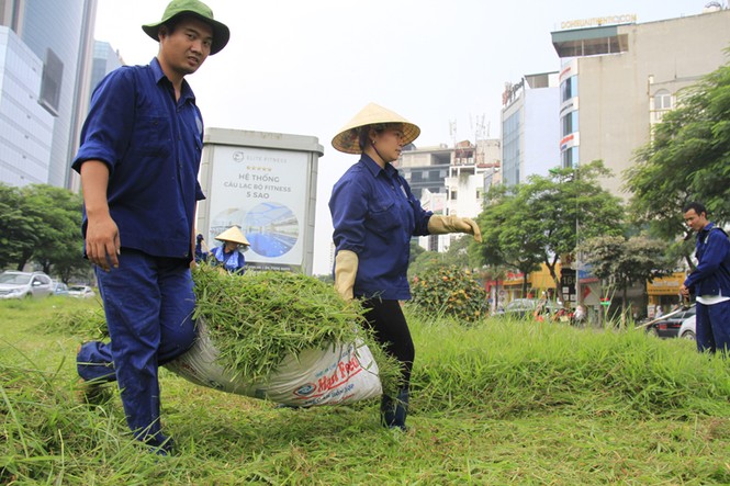 cắt cỏ trở lại - ảnh 6