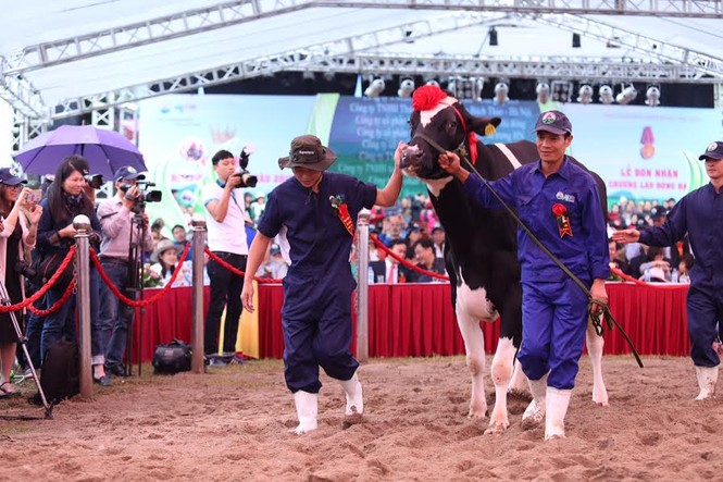 Ông chủ “Hoa hậu” nặng 740kg ẵm hàng chục triệu tiền thưởng - ảnh 3
