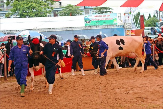 Ông chủ “Hoa hậu” nặng 740kg ẵm hàng chục triệu tiền thưởng - ảnh 4