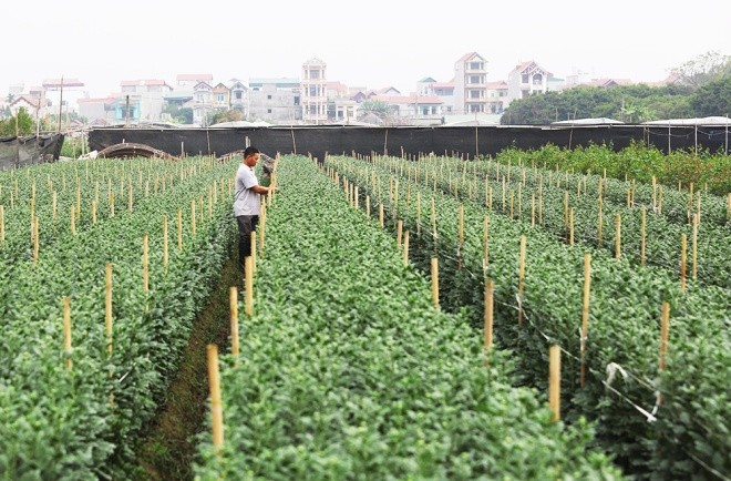 Cận cảnh làng hoa Hà Nội vào mùa Tết - ảnh 1