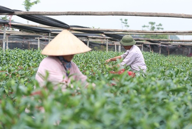 Cận cảnh làng hoa Hà Nội vào mùa Tết - ảnh 2