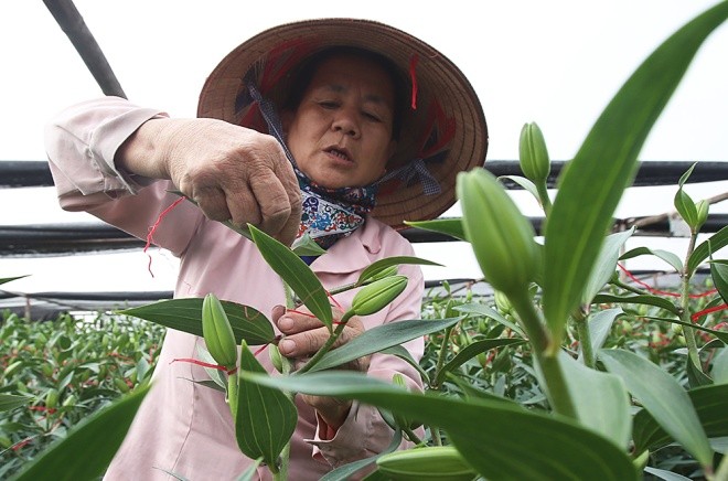 Cận cảnh làng hoa Hà Nội vào mùa Tết - ảnh 3