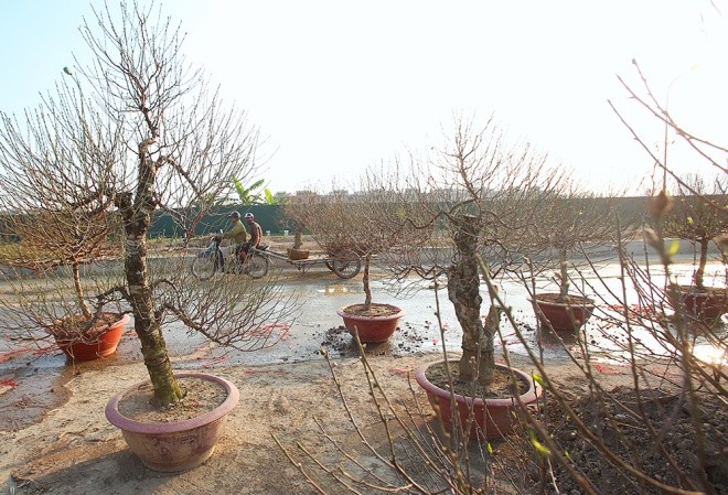 Cận cảnh làng hoa Hà Nội vào mùa Tết - ảnh 5