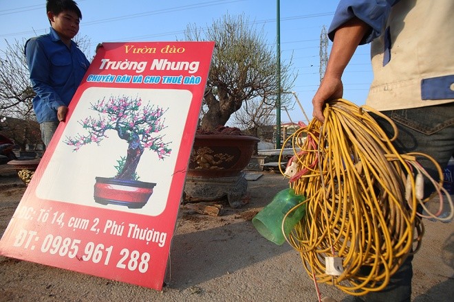 Cận cảnh làng hoa Hà Nội vào mùa Tết - ảnh 6