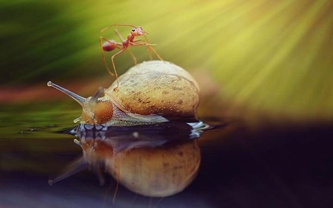 Khoảng khắc kỳ thú khi động vật thích “quá giang“ - ảnh 16