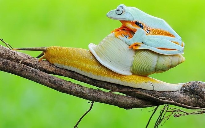 Khoảng khắc kỳ thú khi động vật thích “quá giang“ - ảnh 17