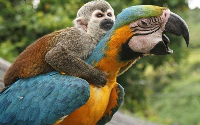 Khoảng khắc kỳ thú khi động vật thích “quá giang“ - ảnh 1