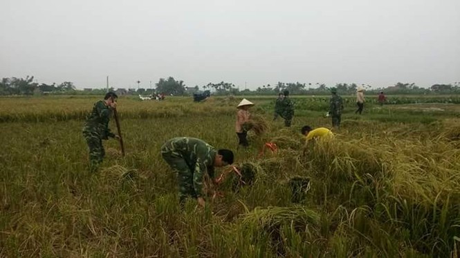 Đoàn viên, thanh niên giúp dân gặt lúa - ảnh 2