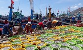 Mùa cá về, ngư dân Ninh Thuận trúng hàng trăm triệu mỗi đêm