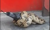 Trăn nuốt chửng chim bồ câu trên đường phố London