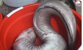 Phát hiện hang cá, nhóm thợ săn bắt được chình khủng hơn 17 kg