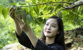 Ngỡ ngàng quả na 'khủng' mang tên Hoàng Hậu