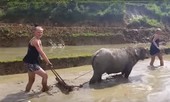 Xôn xao clip du khách Tây lội ruộng 'đi cày theo trâu'