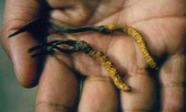 Đông trùng hạ thảo Himalaya nguy cơ tuyệt chủng