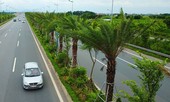 Hà Nội chi hơn 250 tỷ đồng trồng 1 triệu cây xanh