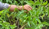 Vợ bỏ lá ngón vào canh đầu độc chồng