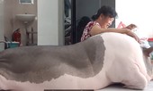Người phụ nữ nuôi heo hơn 100 kg làm thú cưng
