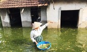 Lũ tái diễn trên sông Bùi, Chương Mỹ đối mặt ngập úng nghiêm trọng