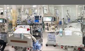Bị ong vò vẽ tấn công, 2 người chết, 3 người nguy kịch