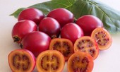 Nửa triệu một kg cà chua thân gỗ