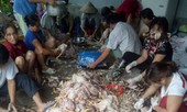 Hơn nghìn con gà bị chết ngạt do sự cố điện
