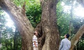 Chuyện ít biết về 'cụ sưa 7 đời' khủng nhất Việt Nam