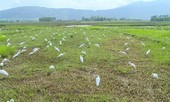 Sự thật tàn nhẫn sau cánh đồng cò giả bẫy cò thật của thợ săn